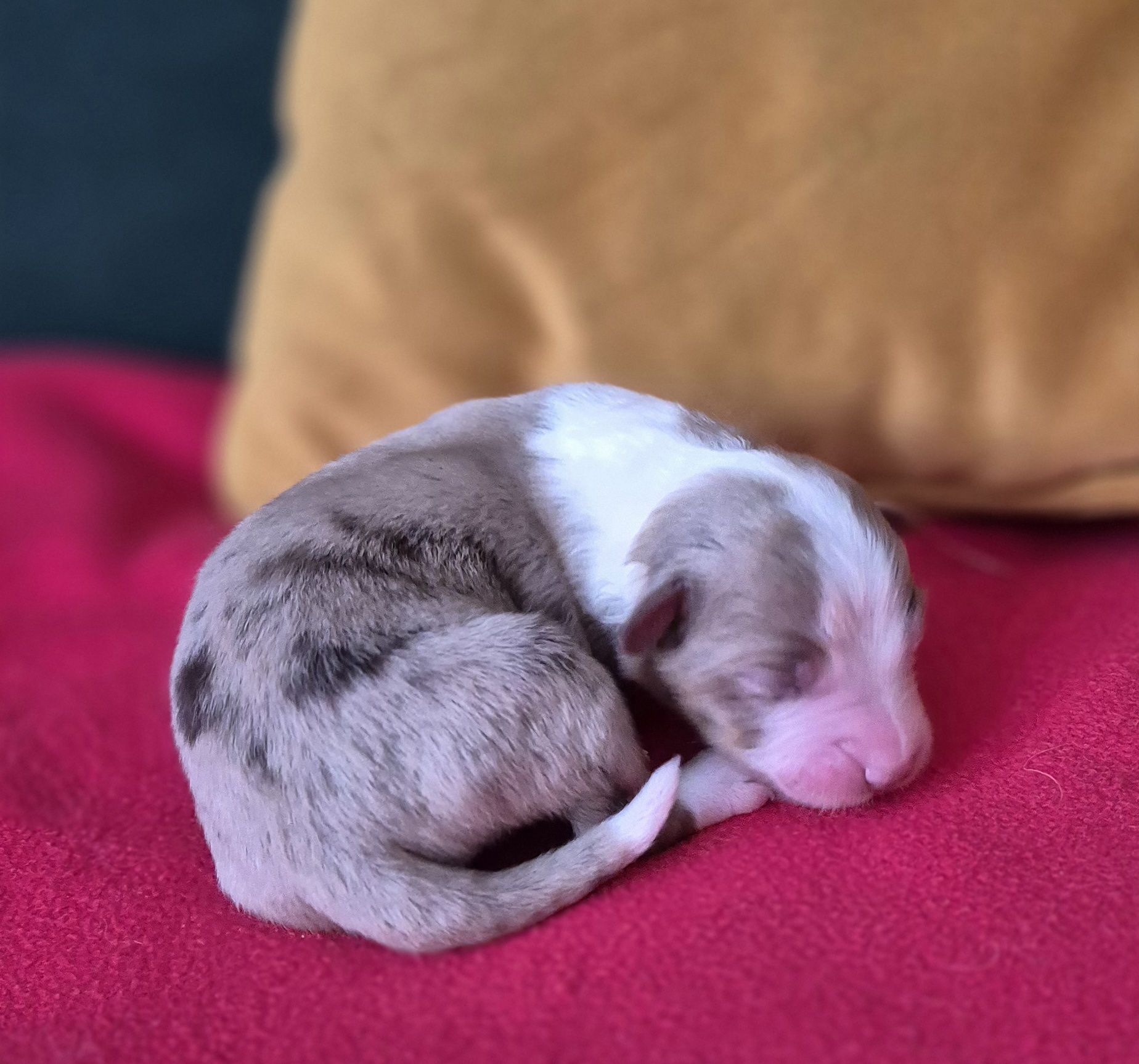 Miniaturowy owczarek amerykanski