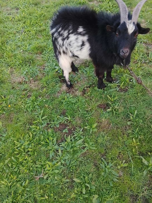 bode anao para reproduçao