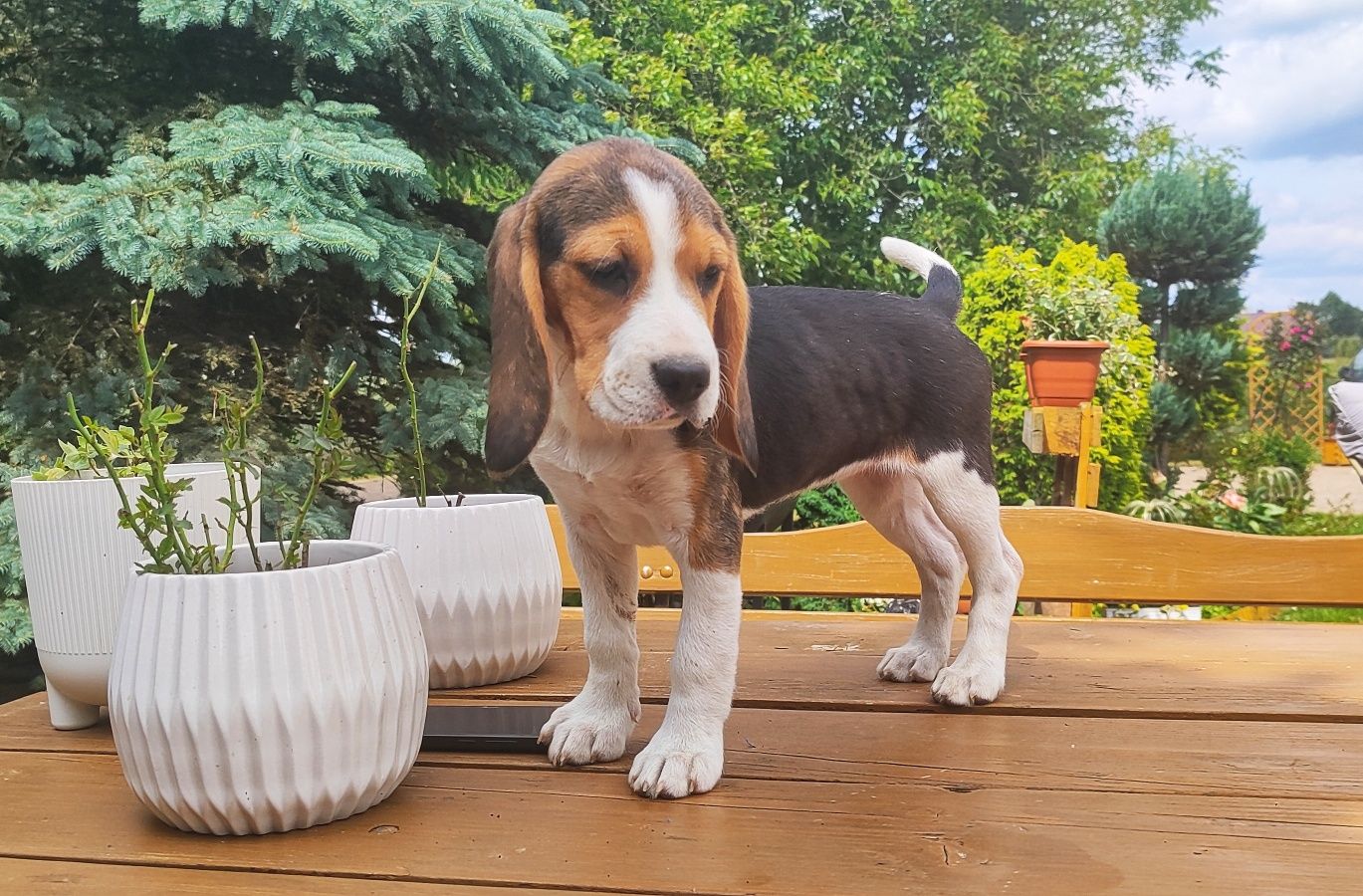 Śliczna Suczka Beagle  • GOTOWA DO ODBIORU •
