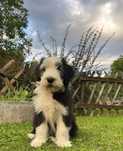 Bearded Collie dziewczynka