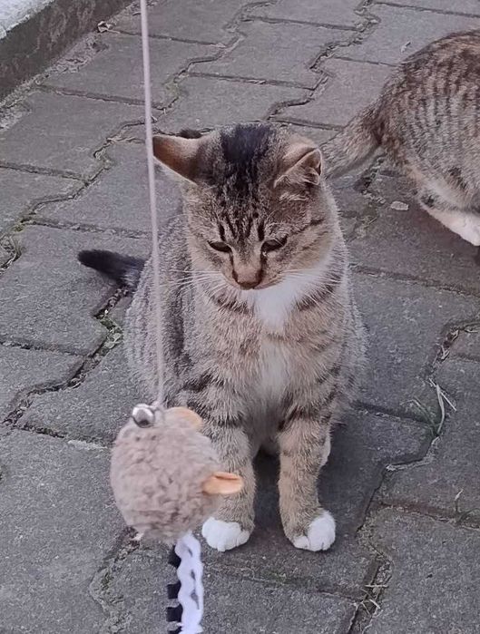 Te kotki szukają domów przed mroźną zimą