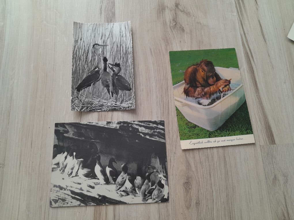 Stare pocztówki ze zwierzętami