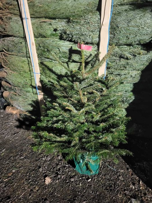 Jodła kaukaska w donicy. Dostępna KAŻDA ilość