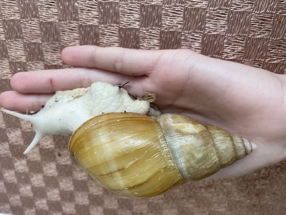 Африканські равлики ахатини