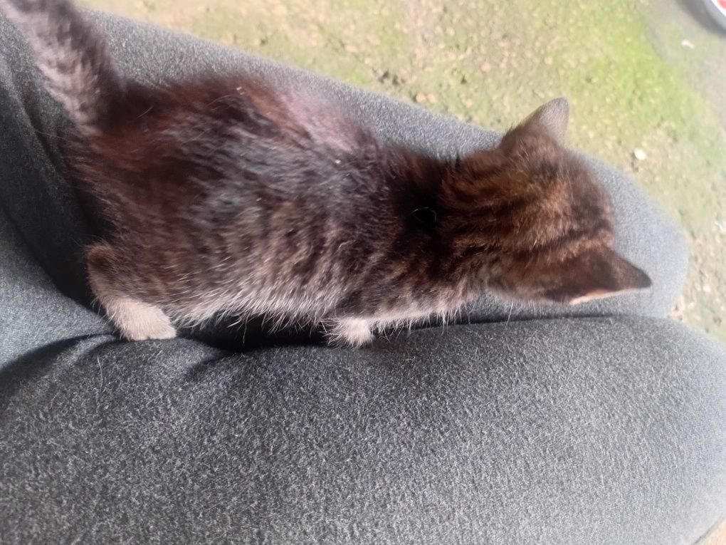 Dou gatinhos bebes