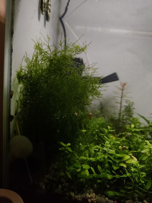 Kubeczek mchu Stringy moss