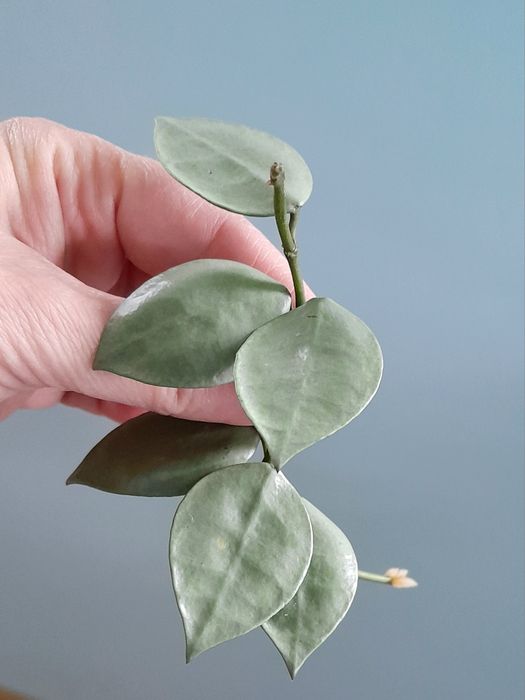 Zestaw: Hoya Krohniana Eskimo i Hoya Pubicalyx Silver Splash