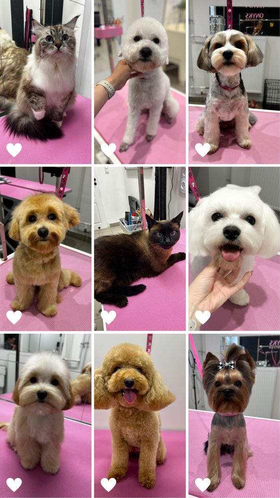 Kurs groomingu | Kurs groomerski | Kurs strzyżenia psów