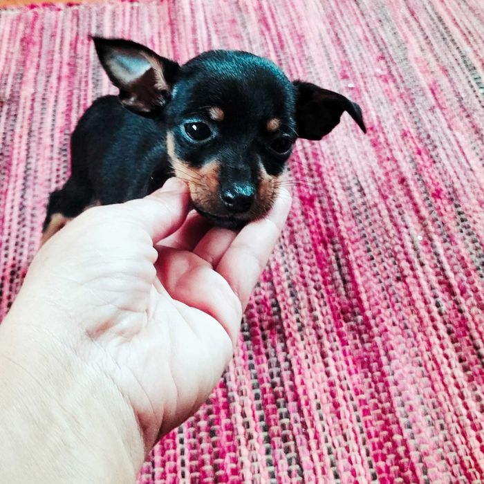 Pinscher fêmea belíssima