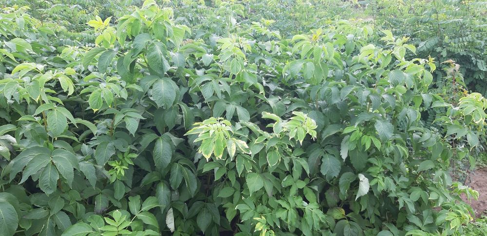 Akacja , amfora, ewoida rośliny miododajne