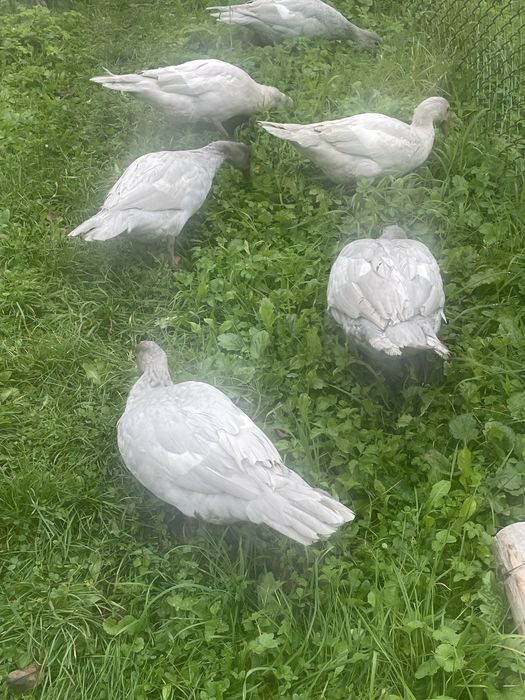 Качки шипуни лавандові, вік 6 місяців