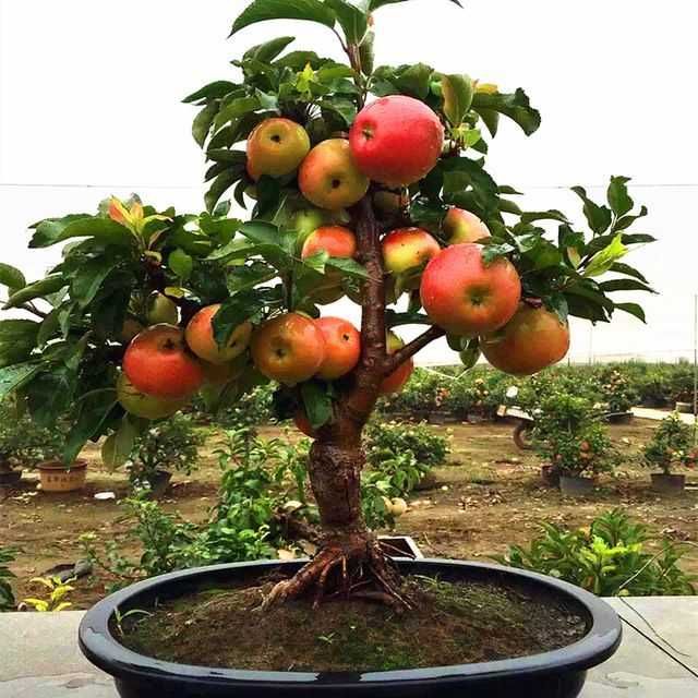 Árvores de fruto anãs para VASOS, PATEOS, VARANDAS e Pequenos espaços