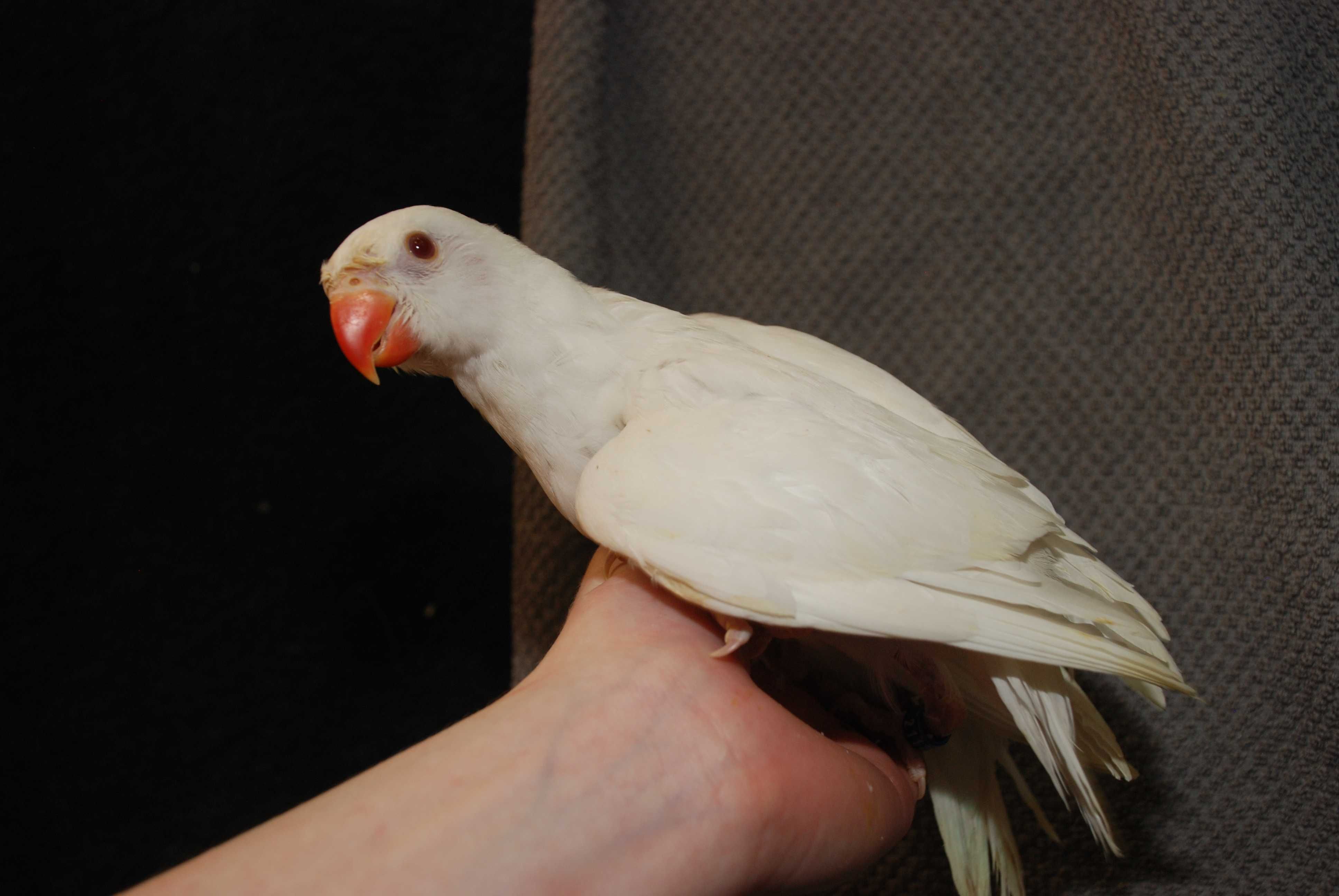 Ожереловый попугай Белый - птенцы в семью