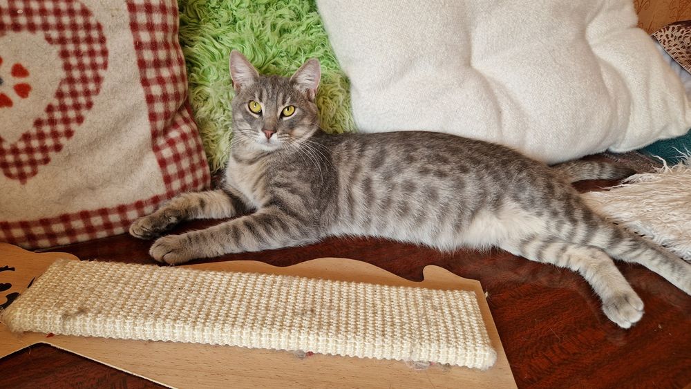 Чудовий котик в пошуках родини!