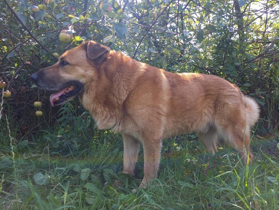 Rufi - 50-kilogramowy wspaniały pies do adopcji