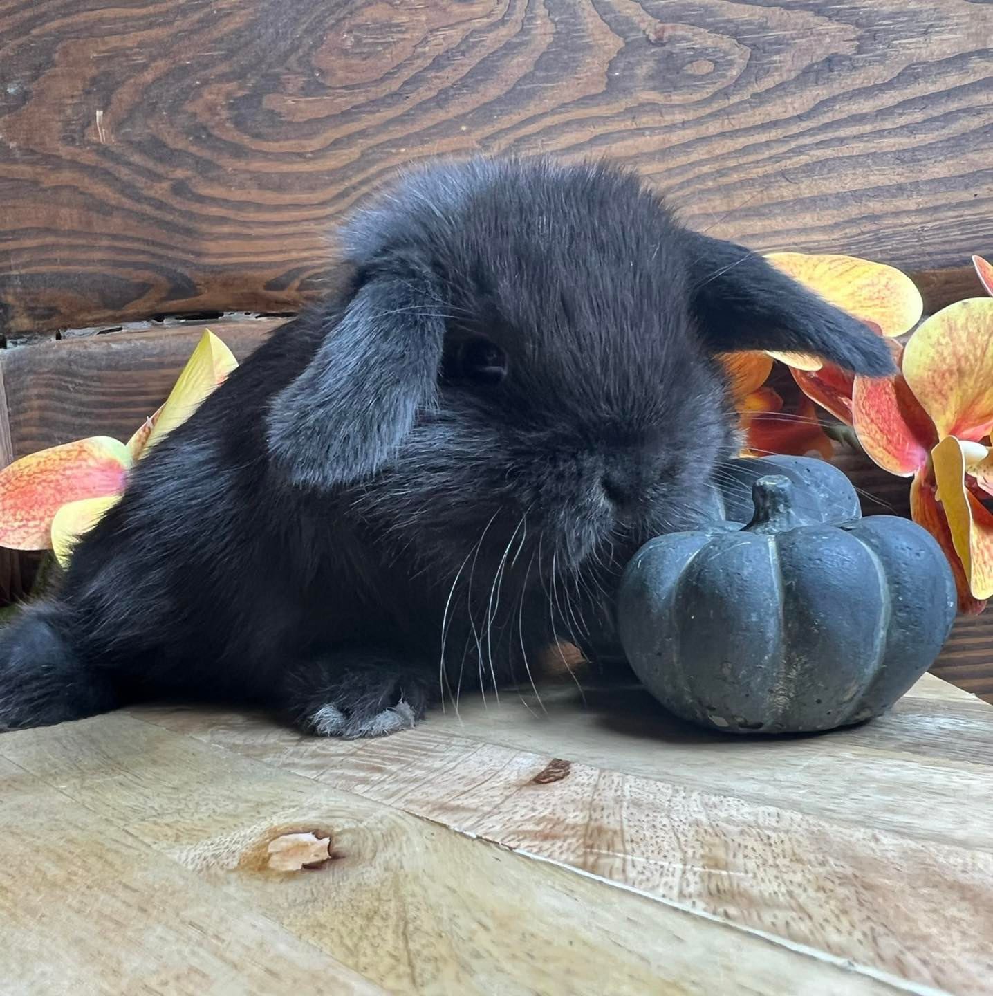 Króliki miniaturki mini teddy mini lop mini angora dostępne od ręki