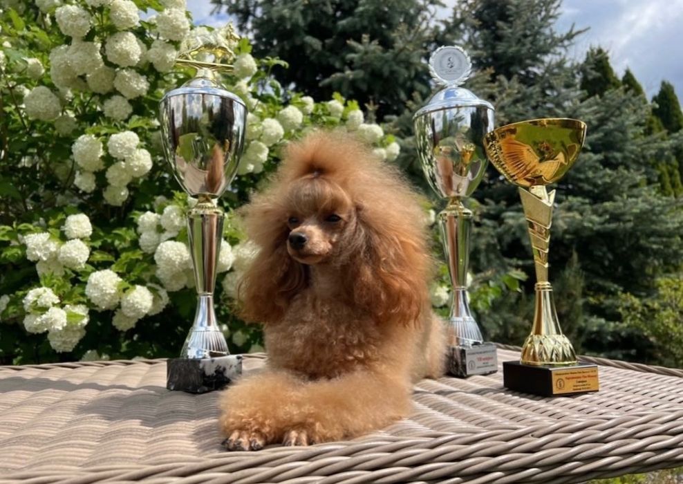 Reproduktor Pudel Toy