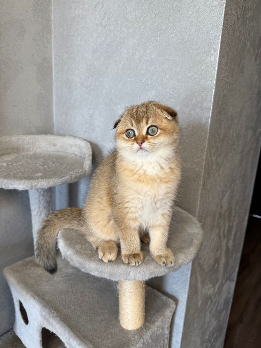 Zwisłoucha szkocka szynszyla, dziewczynka