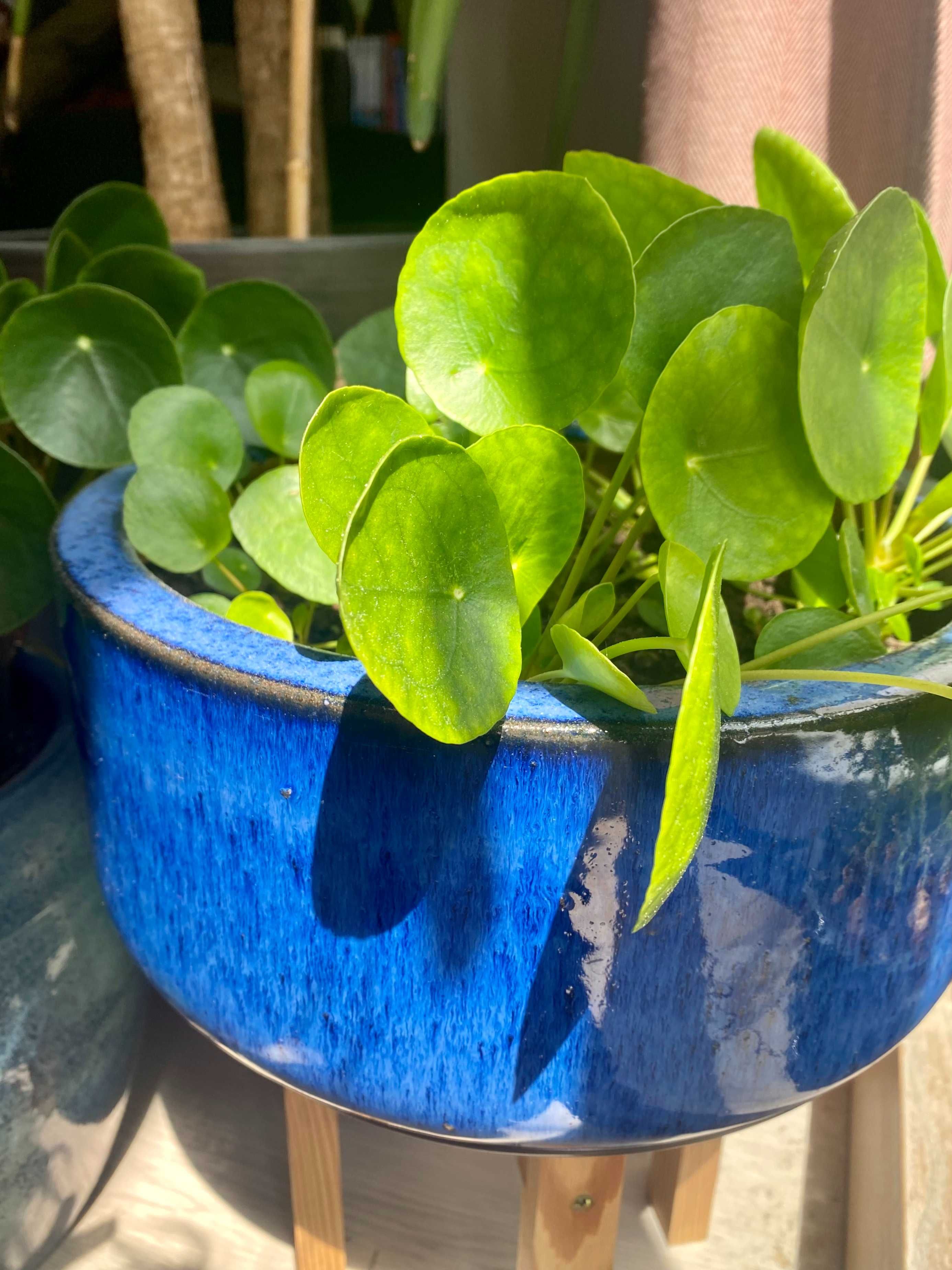 Pilea Pieniążek roślina