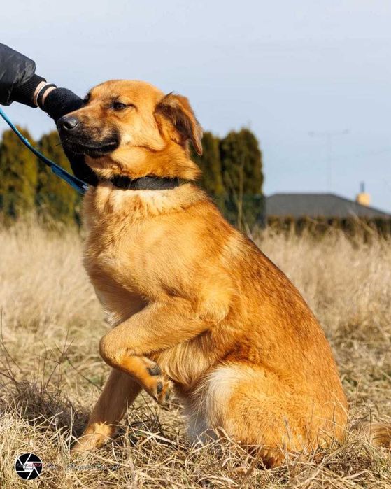 Kochana Pepsi w wieku 10 miesięcy szuka domu