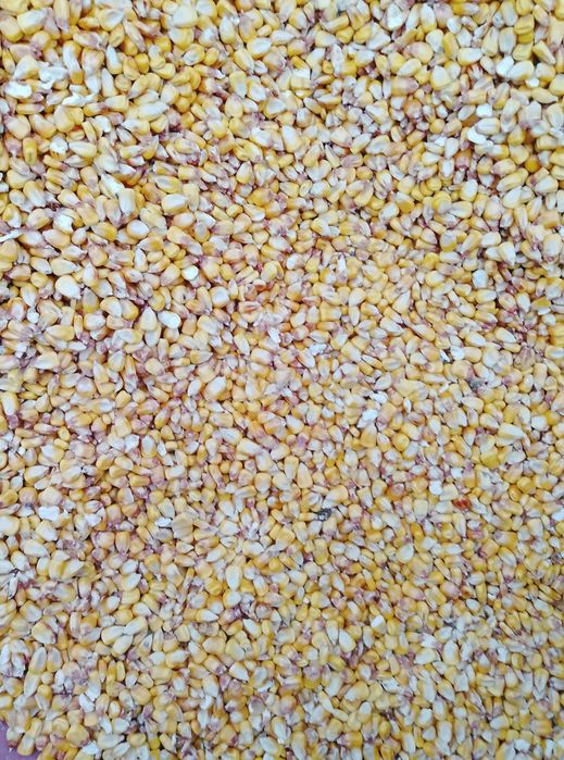 Кукурудза, тенгериця