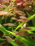 Rybka Razbora Galaxy danio margaritatus niebiańskie