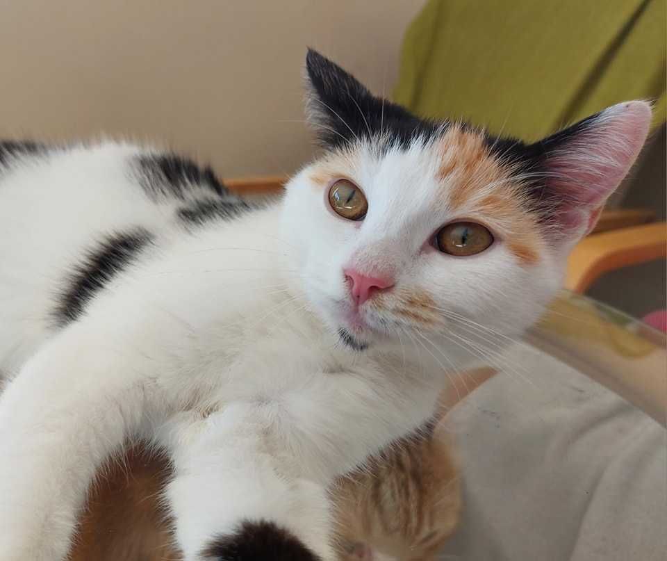 Śliczna i charakterna Trisia Monisia poleca się do adopcji!