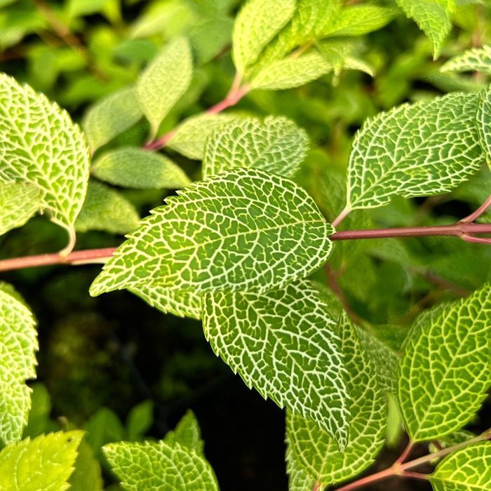 Forsycja zielona 'Kumson' (Forsythia viridissima) Doniczka 2.0L