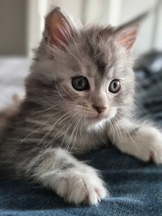 Śliczna kotka Maine Coon , srebrna FPL