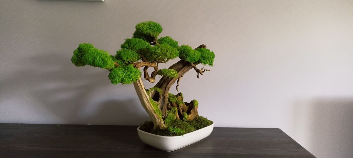 Drzewko BONSAI duże  mech chrobotek