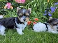 York Yorkshire Terrier Biewer klasyczna suczka
