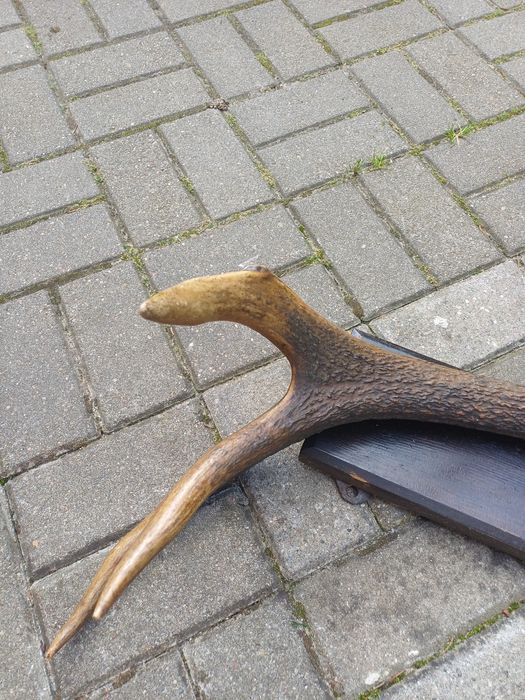 Róg jelenia na desce