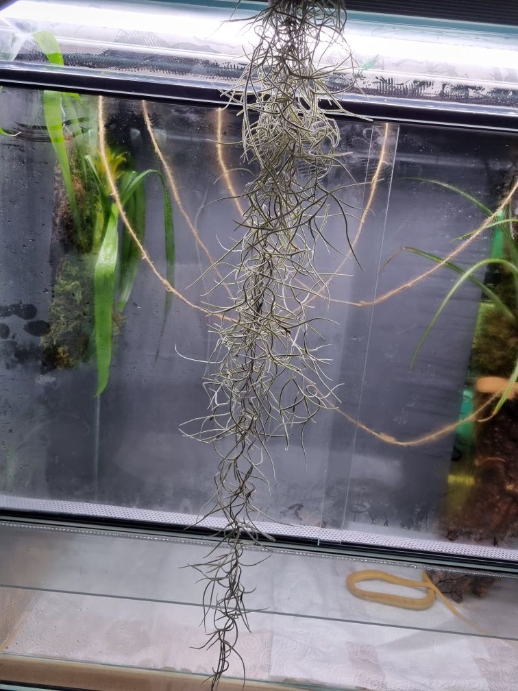 Tillandsia brodaczkowa/opłata Tillandsia usneoides