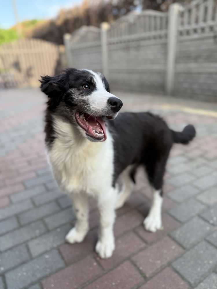Border Collie suczka gotowy do odbioru