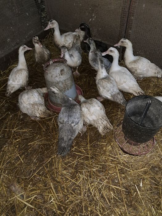 Kaczki francuskie pizmowe z września 2025 młode rosół czernina