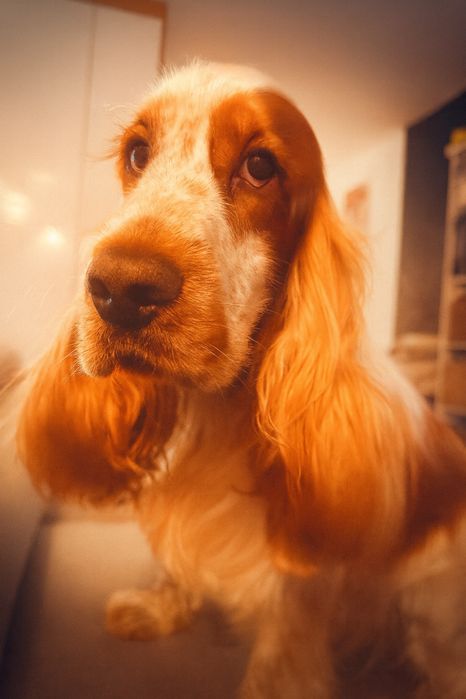 Angielski Cocker Spaniel, 2 lata