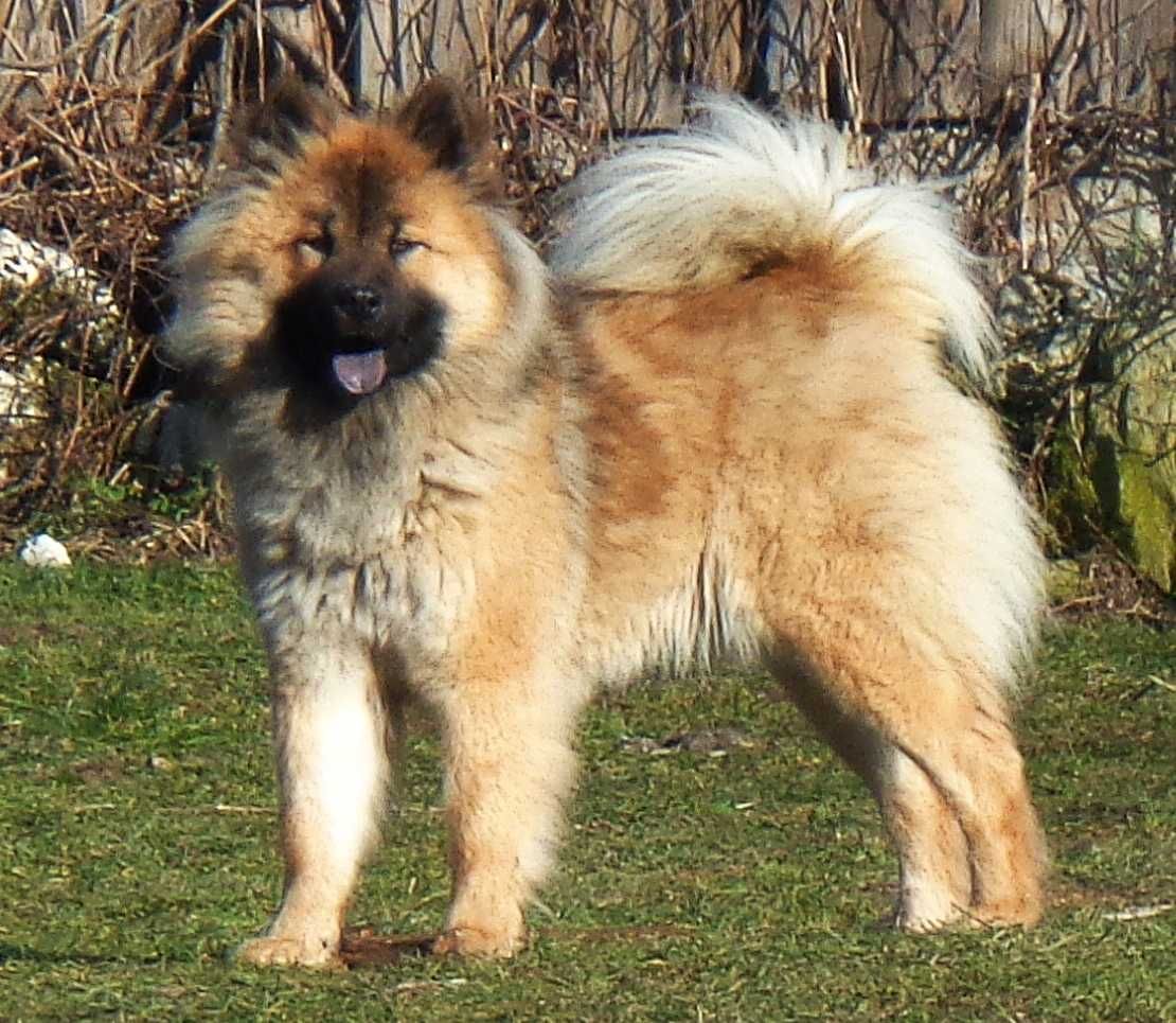 Eurasier - plany hodowlane na 2025