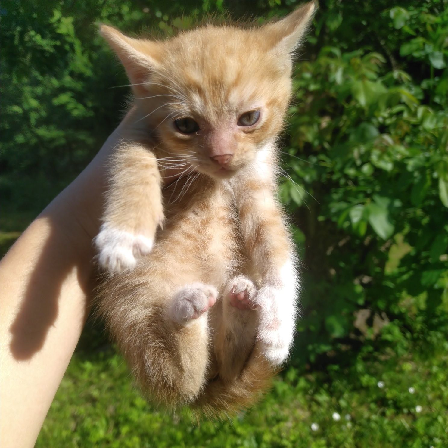 Кошенята в добрі руки, Рудий котик шукає дім ,