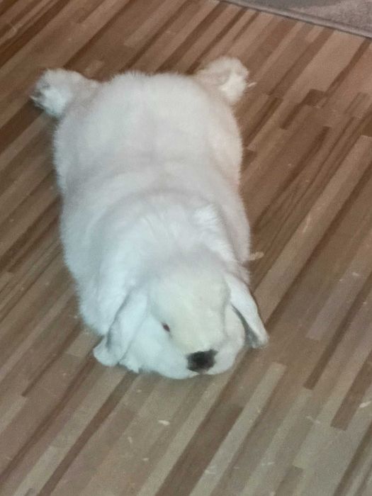 Królik Mini Lop 3lata