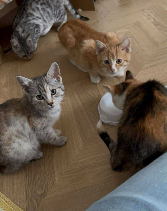 Cztery kocięta do adopcji za darmo ^-^