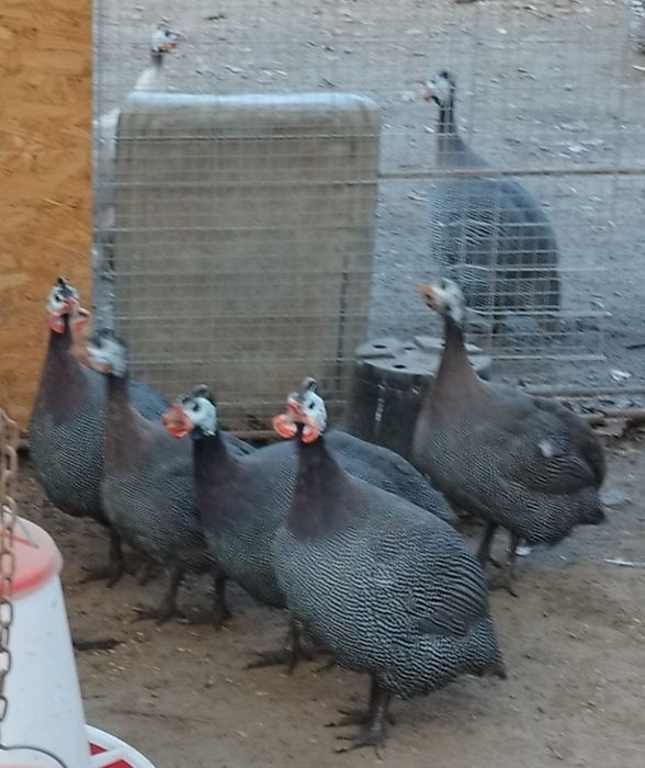 Perliczki brojlerowe i półbrojlerowe młode i dorosłe.