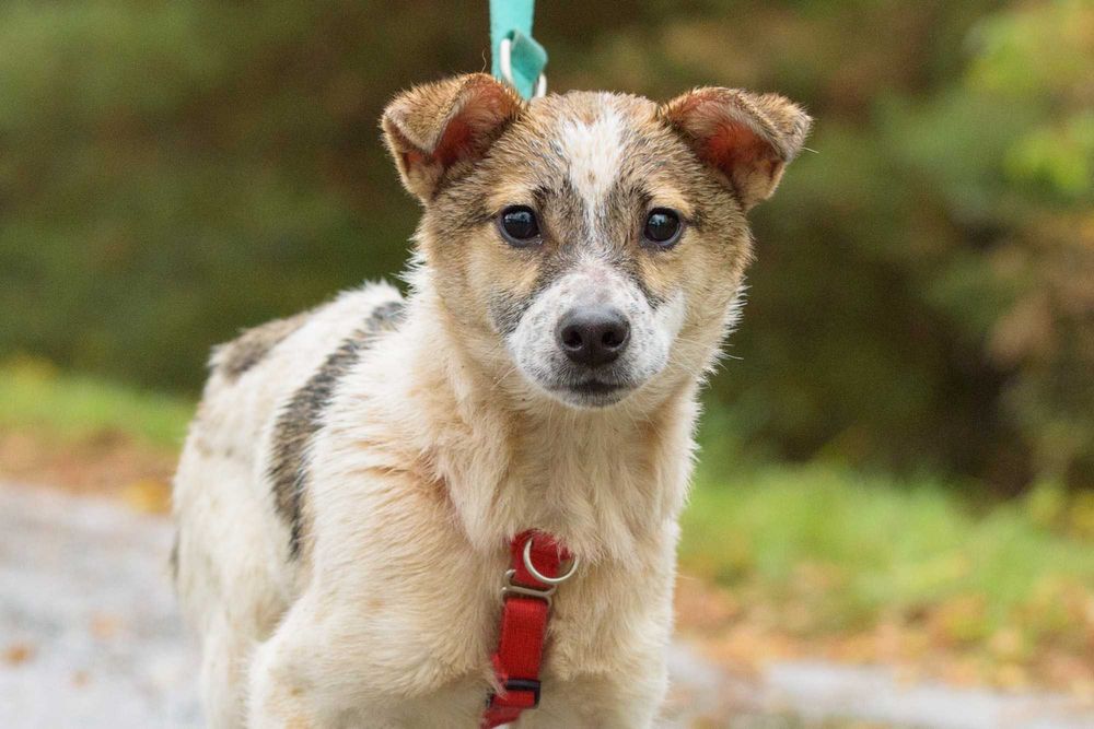 Semolino: mały, przyjazny, łagodny młodzinek