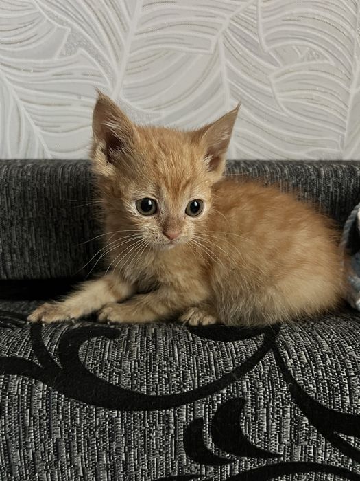Котятко руде шукає нову родину