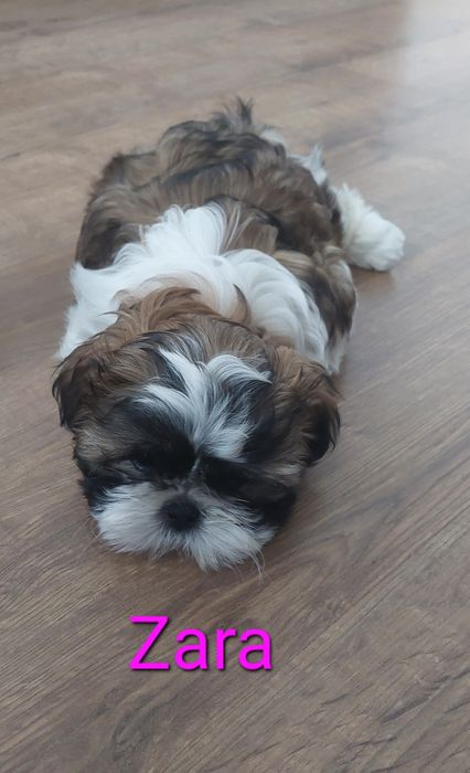 Shih Tzu z rodowodem