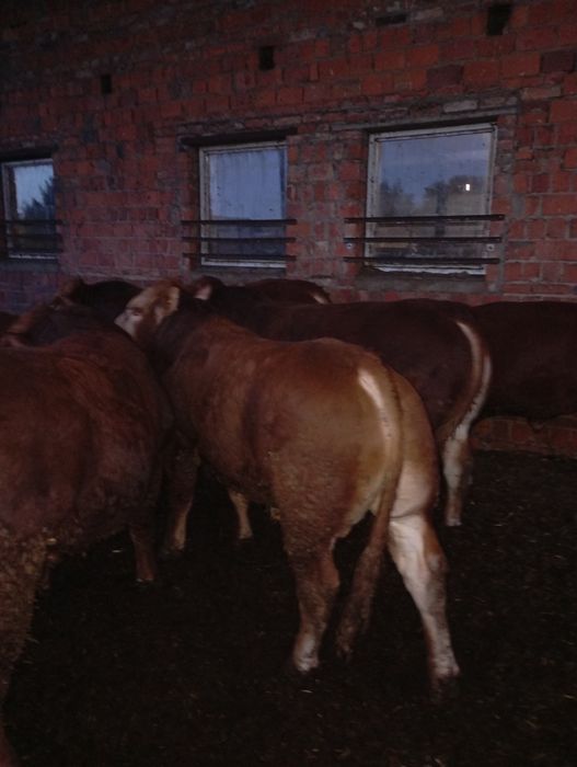 Byki, buhaj limousine