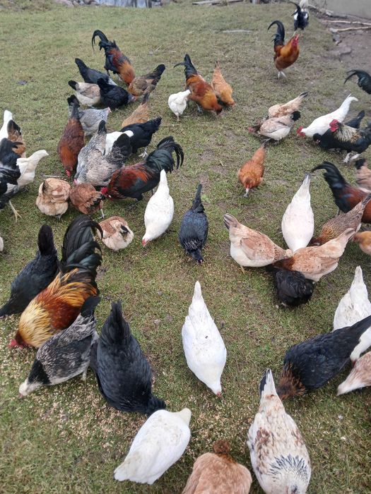 Koguty liliput japonek kogut