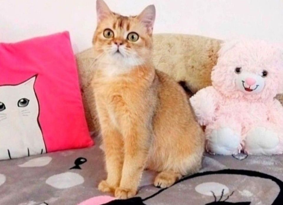 Золотий шиншила хлопчик красунчик шотландик