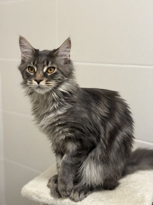 МейнКун девочка