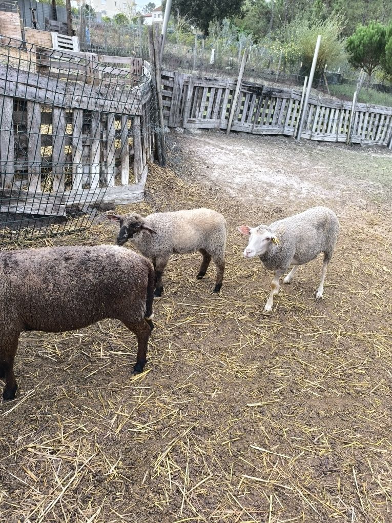 Borrego cruzado sulffolk com merino
