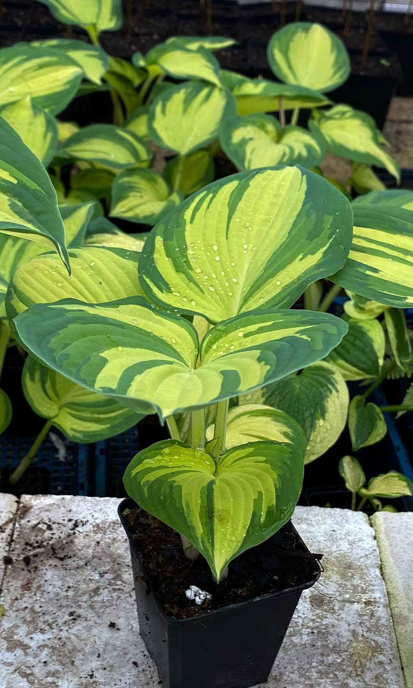 Hosta 'Great Expectations' 2-letnia